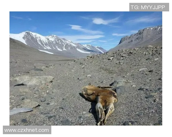 保罗你所不知的另一面十大冷门趣味知识大揭秘 保罗你所不知的另一面十大冷门趣味知识大揭秘