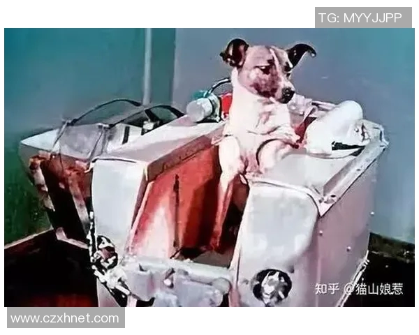 掘金冷知识揭秘盘点十个你意想不到的奇妙发现